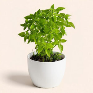 Albahaca