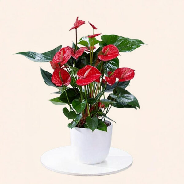 Anturio Holandés Rojo