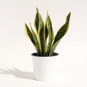 Lengua de Suegra (Sansevieria)