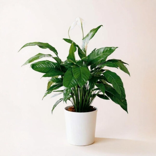 Spathiphyllum (Lirio de la Paz)