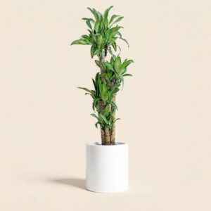 Tronco de la Felicidad (Dracaena Fragrans)