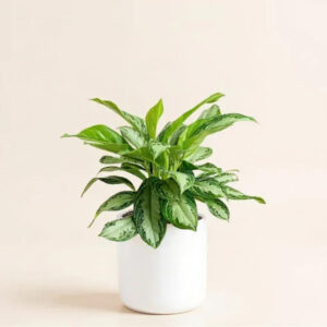 Aglaonema Patico – Follaje Plateado y Planta Resistente para Interiores