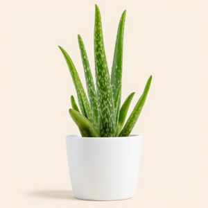 Aloe Vera – Suculenta Medicinal y Decorativa para el Hogar