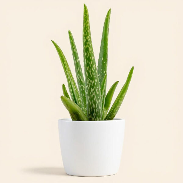 Aloe Vera – Suculenta Medicinal y Decorativa para el Hogar