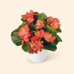 Begonia – Planta compacta y colorida