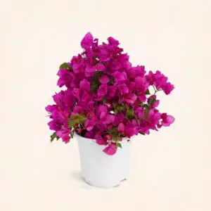 Buganvilla – Planta de floración abundante