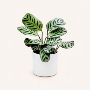 Calathea Burle-Marxii – Planta Segura para Mascotas con Hojas Únicas