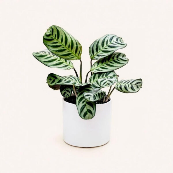 Calathea Burle-Marxii – Planta Segura para Mascotas con Hojas Únicas