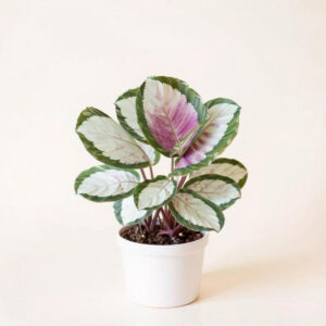 Calathea Corona – Hojas Medallón y Cero Riesgo para Tus Mascotas