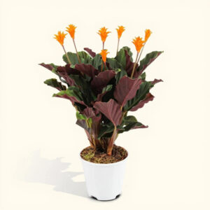 Calathea Crocata – Flor Naranja y Planta Segura para Mascotas