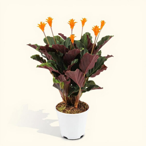 Calathea Crocata – Flor Naranja y Planta Segura para Mascotas