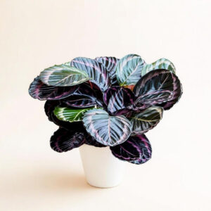 Calathea Dottie – Hojas Oscuras con Rosa y Segura para Mascotas