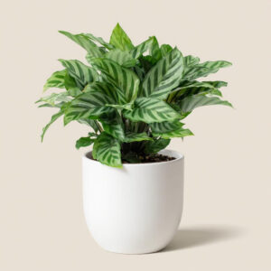 Calathea Freddie – Planta “Prayer” Segura para Mascotas