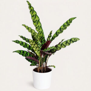 Calathea Lancifolia (Rattlesnake) – Planta Segura y Decorativa para Mascotas