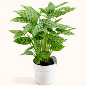 Calathea Leopardina – Planta Segura y Exótica para Gatos y Perros