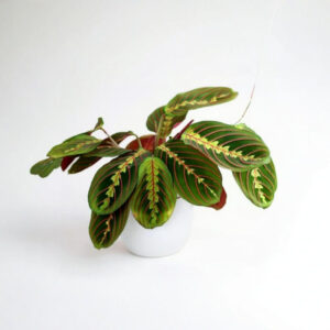 Calathea Leuconeura – Planta de Oración Segura para Gatos y Perros