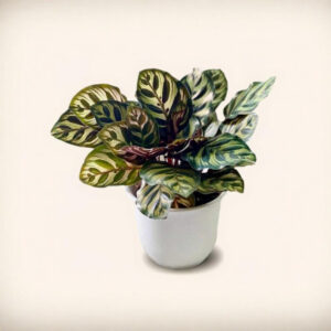Calathea Makoyana – Planta “Pluma de Pavo” Segura para Mascotas
