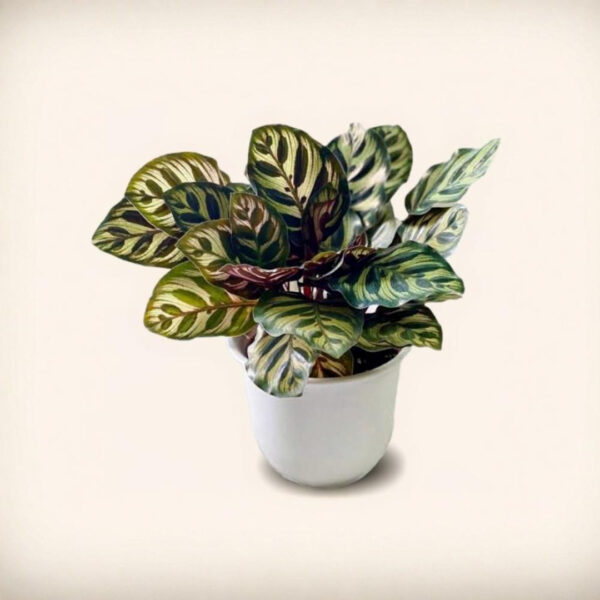 Calathea Makoyana – Planta “Pluma de Pavo” Segura para Mascotas