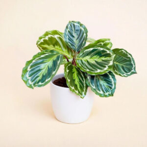 Calathea Medallón – Planta Redonda y Segura para Mascotas