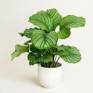 Calathea Orbifolia – Hojas XXL y 100% Segura para Gatos y Perros
