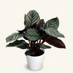 Calathea Ornata – Planta Rayada Segura para Gatos y Perros