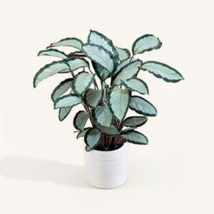 Calathea Picturata – Elegante y Segura para Mascotas