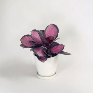 Calathea Rosy – Planta Rosada y Segura para Mascotas