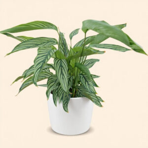 Calathea Vittata – Planta Rayada y Segura para Gatos y Perros