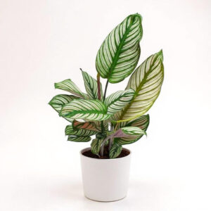 Calathea White Star – Elegancia Rayada y Segura para Mascotas