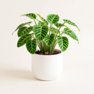 Calathea Zebrina – Follaje Tipo Cebra y Segura para Mascotas