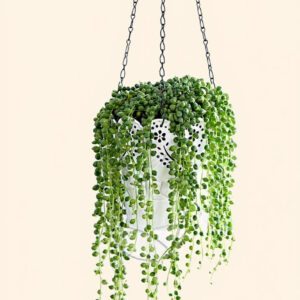 Camándula (Suculenta Rosario) – Planta Colgante Decorativa