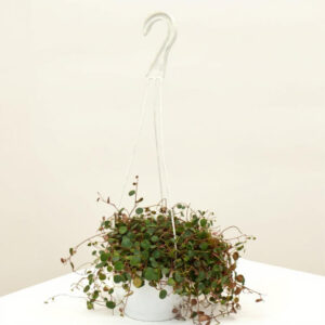 Centavito – Planta Colgante de Hojitas Pequeñas, Ideal para Interior o Jardineras