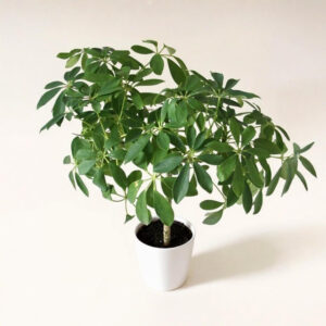 Cheflera – Planta de Interior Alta y Frondosa Estilo Árbol Paraguas