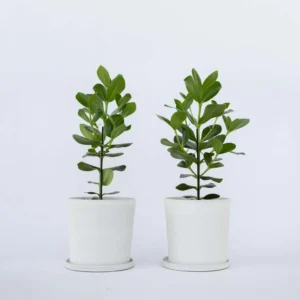 Clusia – Planta de Interior con Hojas Gruesas y Brillantes