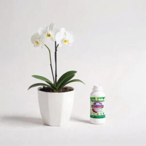 Combo Orquídea Premium – Orquídea, Portamatera y Fertilizante Especial