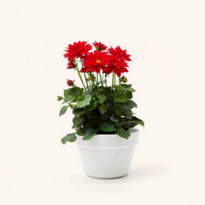 Dalia – Flor viva y vibrante