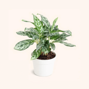 Dólar Aglaonema – Planta de Abundancia con Hojas Verdes Brillantes