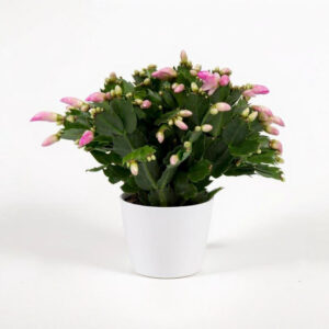 Filocactus – Cactus Colgante de Hojas Planas, Tropical y Decorativo