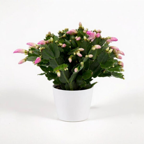 Filocactus – Cactus Colgante de Hojas Planas, Tropical y Decorativo