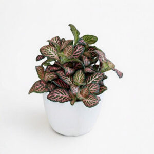 Fittonia Big Leaf – Abrecaminos de Hoja Grande, Segura para Mascotas
