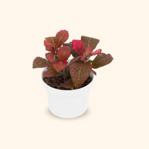 Fittonia Mini – Abrecaminos de Hoja Pequeña, Segura para Mascotas