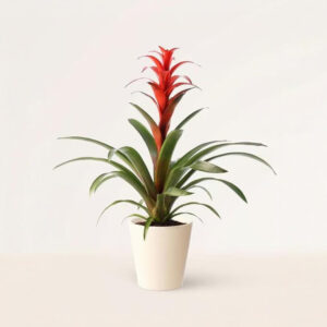 Guzmania – Planta Tropical con Flor de Color a Elección