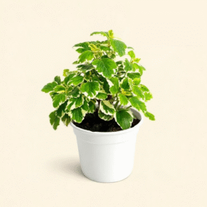 Incienso (Plectranthus)