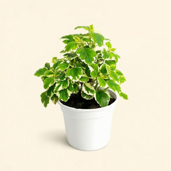 Incienso (Plectranthus)