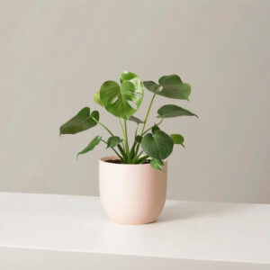 Monstera Deliciosa – Planta Tropical de Hojas Partidas para Interiores