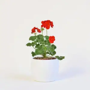 Planta Novios – Ideal para regalo o decoración