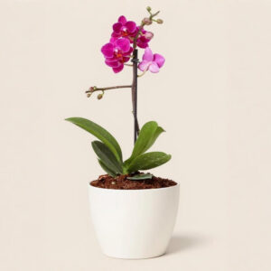 Orquídea Phalaenopsis – Flor Elegante y Segura para Mascotas