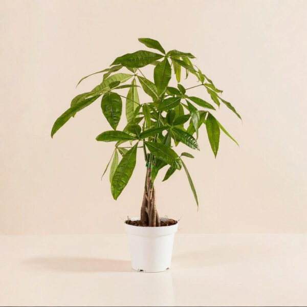 Pachira – Árbol del Dinero Segura para Mascotas