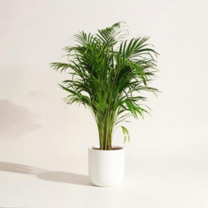 Palma Areca – Planta Segura y Purificadora para Interiores