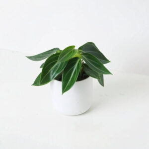 Peperomia Maculosa – Planta de Hojas Alargadas y Vetas Plateadas, Segura para Mascotas